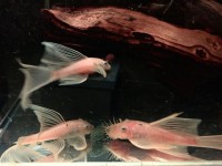 /album/fotogalerij/foto-12-05-17-18-00-29-preview-jpeg/